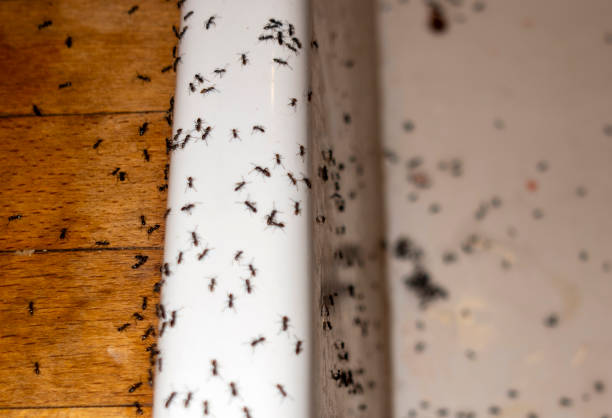Best Exterminator Services  in Gruver, TX